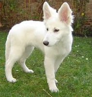 <b>American White Shepherd</b>